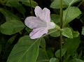 Bell Weed